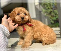 Maltipoo puppies texas, havachon puppies texas , maltipoo puppies austin , havachon puppies find cavapoo dogs and puppies from texas breeders. View Ad Cavapoo Puppy For Sale Near Texas Houston Usa Adn 177877