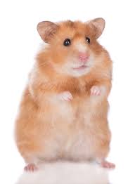 Add protein to your hamster's diet. Hamster Mites How To Spot Them And How To Treat Them