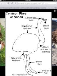 Large Grey Bird With White Ring Around Neck An Outline Sketch Of A Rhea Rhea Bird Brown And Grey Brown Legs