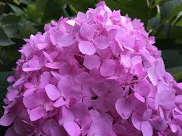 These are the most cold hardy hydrangea and can grow from zones 3 to 7. Hardy Enough For You By Beth Botts