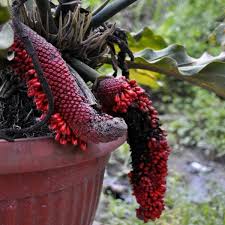 Budidaya bunga gelombang cinta telah sering dilakukan oleh para petani inspiratif. Jual Benih Biji Bunga Gelombang Cinta Di Lapak Agrobenih Bukalapak