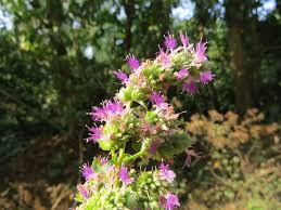 Image result for Pogostemon rogersii