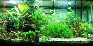 The substrates materials suitable for freshwater aquariums use are The Best Substrate For Planted Tanks Aquarium Plants 2021