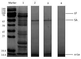 Dude, check out my castrated dick! Animals Free Full Text Antibacterial Activity Of Trypsin Hydrolyzed Camel And Cow Whey And Their Fractions Html