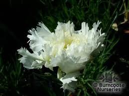 'mrs sinkins' is named after catherine sinkins, who raised it and died in 1917. Dianthus Mrs Sinkins From Burncoose Nurseries