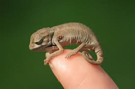These reptiles require a certain environment to enjoy a healthy life. Do Chameleons Make Good Pets What You Need To Know