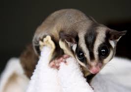 Sugar Glider Simple English Wikipedia The Free Encyclopedia