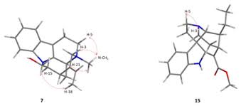 Image result for Pleiocarpa bicarpellata