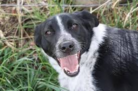 We did not find results for: Border Collie Puppies For Sale In Delta Colorado Classified Americanlisted Com