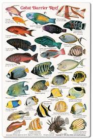 62 Described Coral Reef Fish Chart