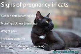 About 2 weeks later, the egg that's most mature is released from your ovary — this is called. Pregnancy In Cats Cat World