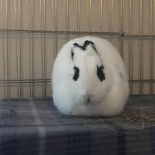 Angry Bunday Loaf Http Ift Tt 2dd0koz Pet Rabbit Bunny Animals
