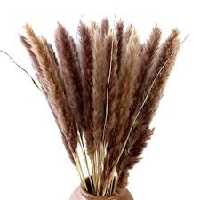 Dried flowers └ dried botanicals & potpourri └ floral crafts └ crafts all categories antiques art baby books, comics & magazines business, office & industrial cameras & photography cars, motorcycles & vehicles clothes, shoes & accessories coins collectables computers/tablets. Naturliche Getrocknete Pampas Gras Schilfrohr Communis Hochzeit Blumenstrauss 60 Cm Hoch Natur Amazon De Kuche Haushalt Getrocknete Blumen Schilf Gras