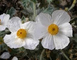 Aug 12, 2021 · tag: 8 Jenis Flora Di Amerika Serikat Yang Langka Dan Unik Ilmugeografi Com