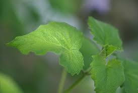 Image result for Ceratotheca triloba