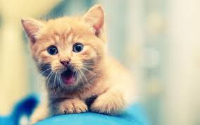 Masaustu Alan Derinligi Burun Bokeh Biyik Saskin Kedi Yavrusu 1920x1200 Piksel Omurgali Kedi Gibi Memeli Kucuk Orta Boy Kediler Yerli Kisa Sacli Kedi 1920x1200 Wallhaven 528534 Masaustu Arka Plan Hd Wallhere