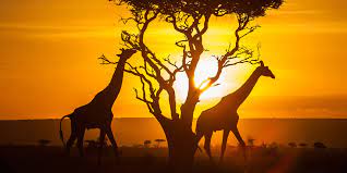 View of mount kilimanjaro from amboseli national park in southern kenya. Facts About Kenya Africa Facts