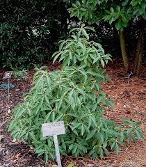 It is native to wet soils in low hammocks, wooded ravines, marshy areas and. Illi3880