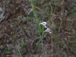 Image result for Hypoestes forskaolii