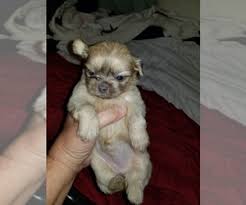 My name is amy and we are located in beautiful st. View Ad Shih Tzu Puppy For Sale Near Texas Iola Usa Adn 170324