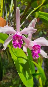 Image result for Cyphia richardsiae