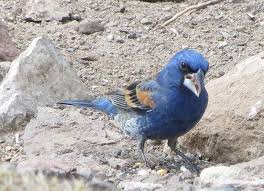 Common Birds Of West Texas Blue Grosbeak Common At Feeder Stations At Davis Mountains State Park In Far West Texas Bird Art Mountain States Animals