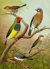 Bird Art Vintage Printable Finch Illustration Digital Download Jpg Image Passaros Vintage Pinturas De Passaros Arte De Passaro