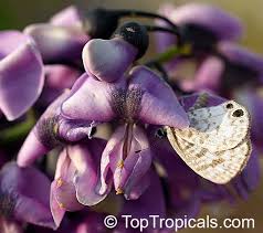 Image result for Landolphia violacea