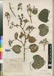 Image result for Ampelocissus obtusata