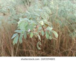 Image result for Aeschynomene nodulosa