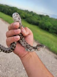 West Harris County, TX