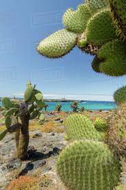 Xeriscape landscaping plants for the arizona desert environment. Ecuador Galapagos South Plaza Island Giant Prickly Pear Cactus Endemic Opuntia Echios Landscape Stock Photo Dissolve