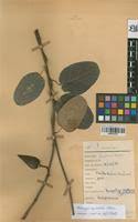 Image result for Tacazzea apiculata