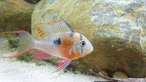 Jetzt auf quoka.de selbst kostenlos inserieren oder regionale angebote finden. Mikrogeophagus Altispinosus 5 M