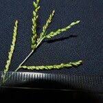 Image result for Urochloa reptans