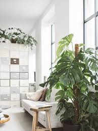 Damit sich die pflanze nicht übermäßig ausbreitet, kann sie in großen töpfen oder anderen behältern angebaut. Monstera Pflanzenfreude