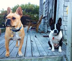 Regardless, you should always make sure you are buying from a reputable breeder. Frenchton French Bulldog Boston Terrier Mix Info Temperament Puppies Pictures