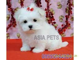 Puppies are up to date with shots, dewormed, akc microchipped and we offer a written health…. Maltese Puppies Price In Kochi Maltese Puppies For Sale In Kochi
