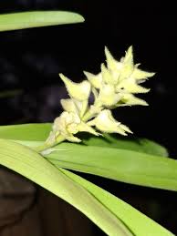 Image result for Microcoelia hirschbergii