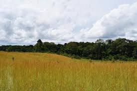 Image result for Hyparrhenia newtonii