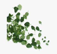 Search only for leafs png Scattered Leaves Png Png Image Transparent Png Free Download On Seekpng