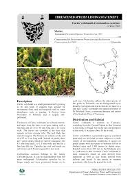 Image result for Priva curtisiae