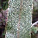 Image result for Elaphoglossum lancifolium