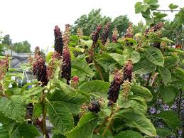 Image result for Phytolacca