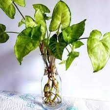 Namun, apabila kamu bukan pegiat tanaman air, ada kalanya timbul kekhawatiran terkait perawatannya. Tanaman Hias Untuk Di Meja Media Air Shopee Indonesia