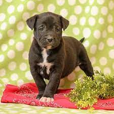 Check spelling or type a new query. Boxador Puppies For Sale Greenfield Puppies
