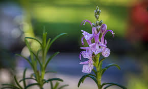 Image result for Lamiaceae