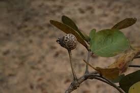 Image result for Bobgunnia