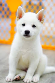 Find 2317 listings of shiba inu puppies for sale in myanmar near you. Visit Our Shiba Inu Puppies For Sale Near Aventura Florida