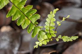 Image result for Asplenium normale